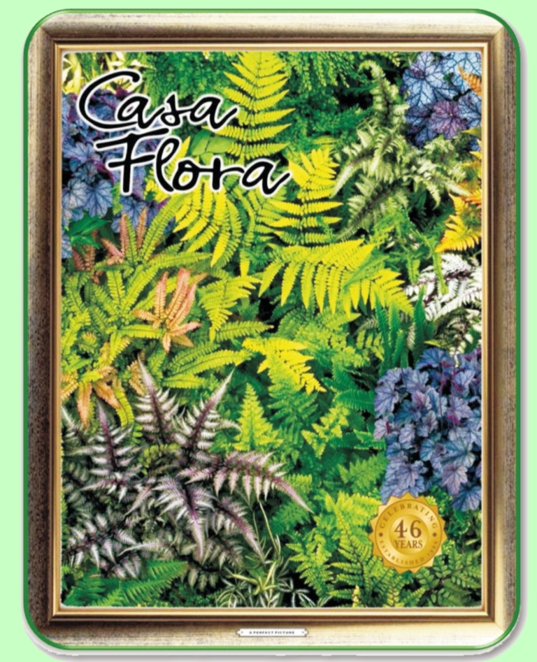 Casa Flora Catalog